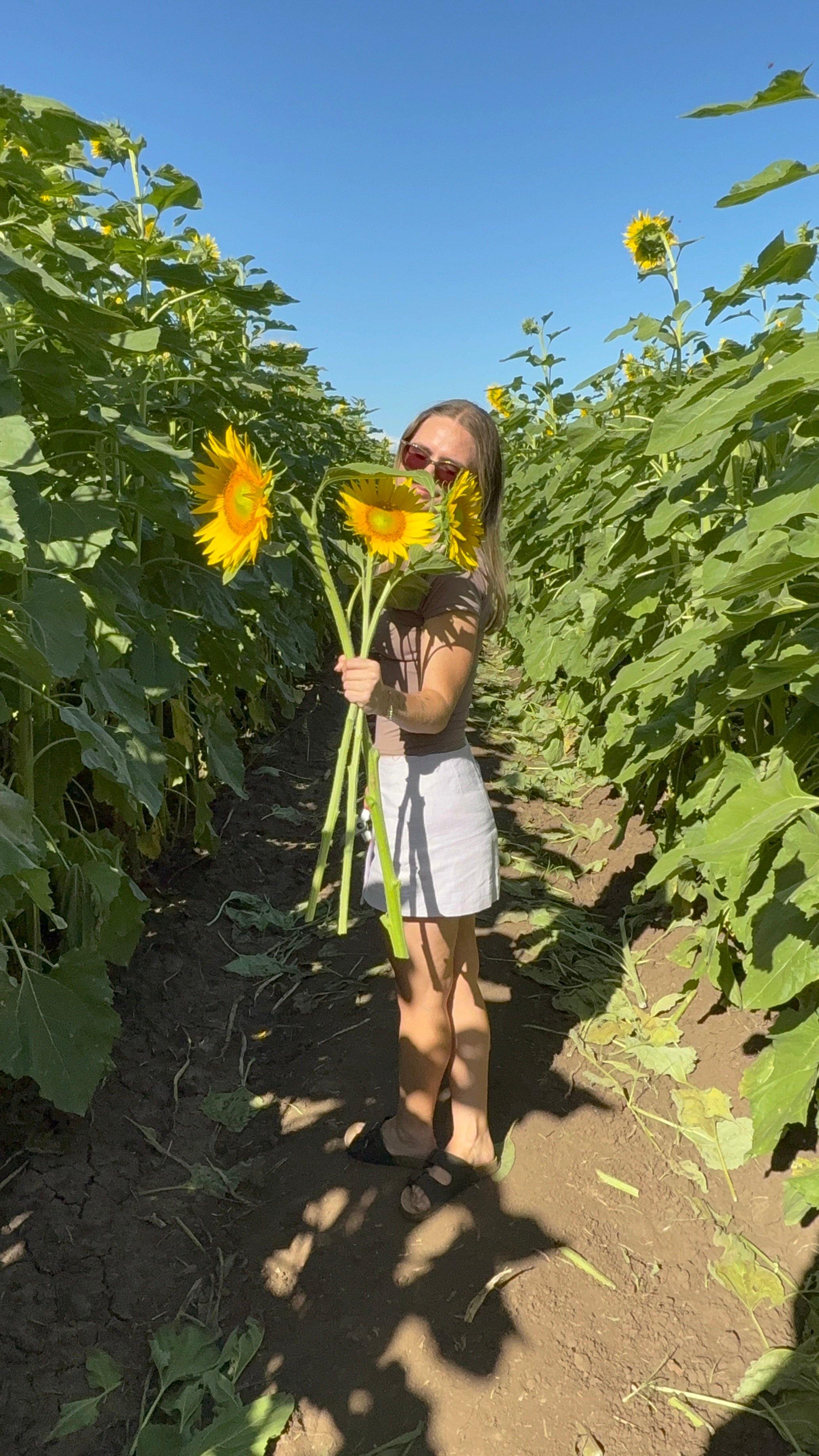 A person stands in a sunflower field, holding bright sunflowers and wearing sunglasses. The scene is vibrant with tall sunflowers and a clear blue sky.