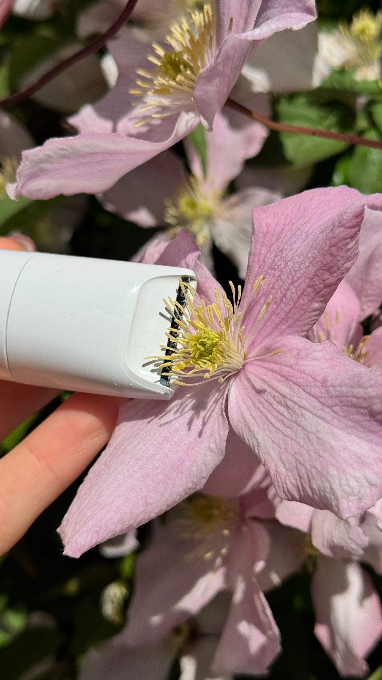 A close-up of a hand holding a white device near a pink flower, showcasing the intricate details of the flower's center.