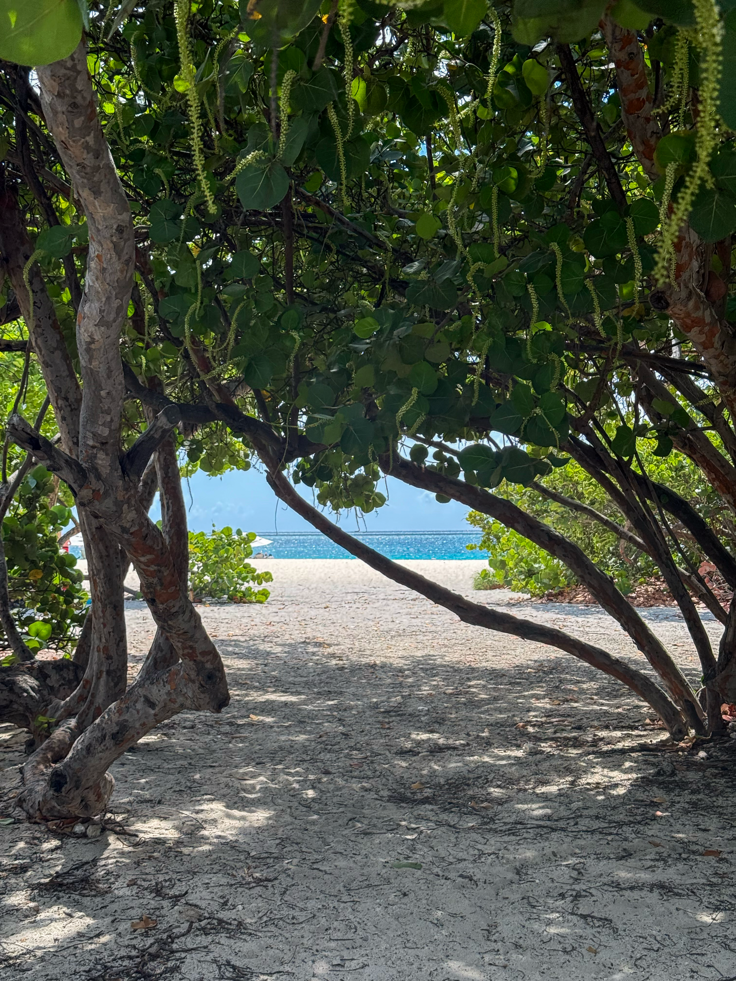 A view of a sandy beach framed by lush green foliage and trees, with the ocean visible in the distance.