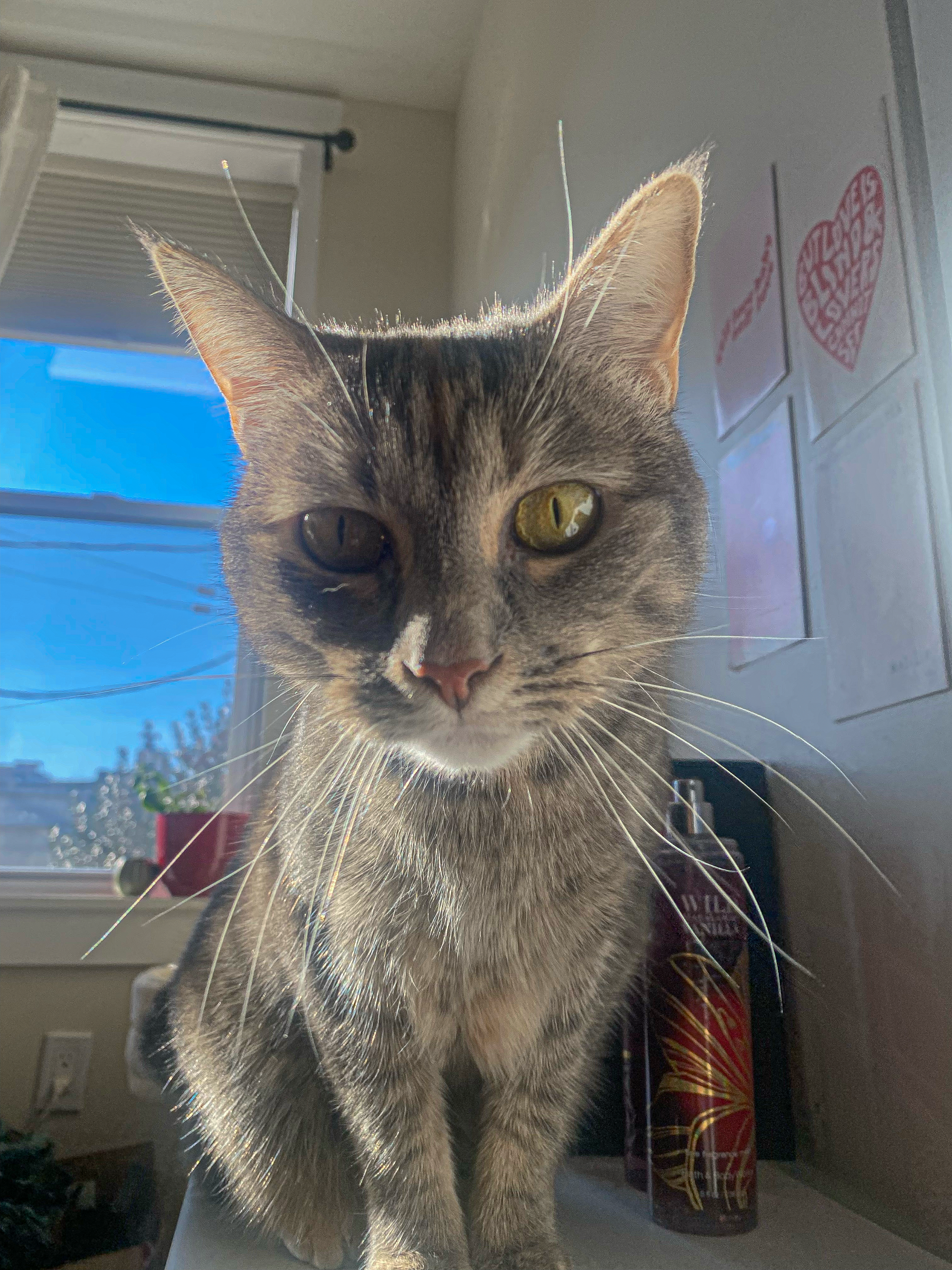 A close-up of a gray tabby cat with striking yellow eyes, sitting on a surface with a bright window in the background.