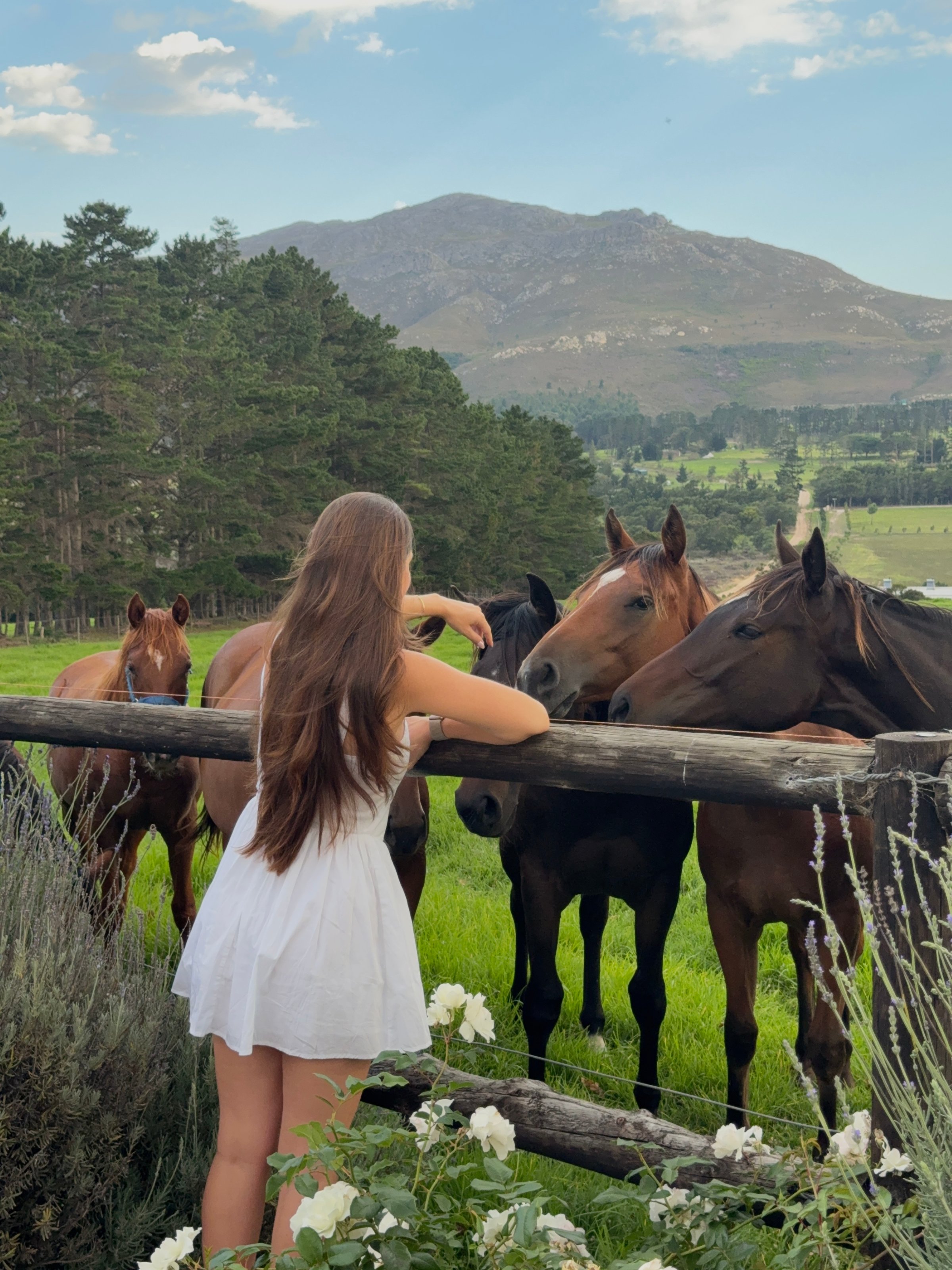 A young woman in a white dress interacts with horses at a fence, set against a scenic backdrop of mountains and greenery.