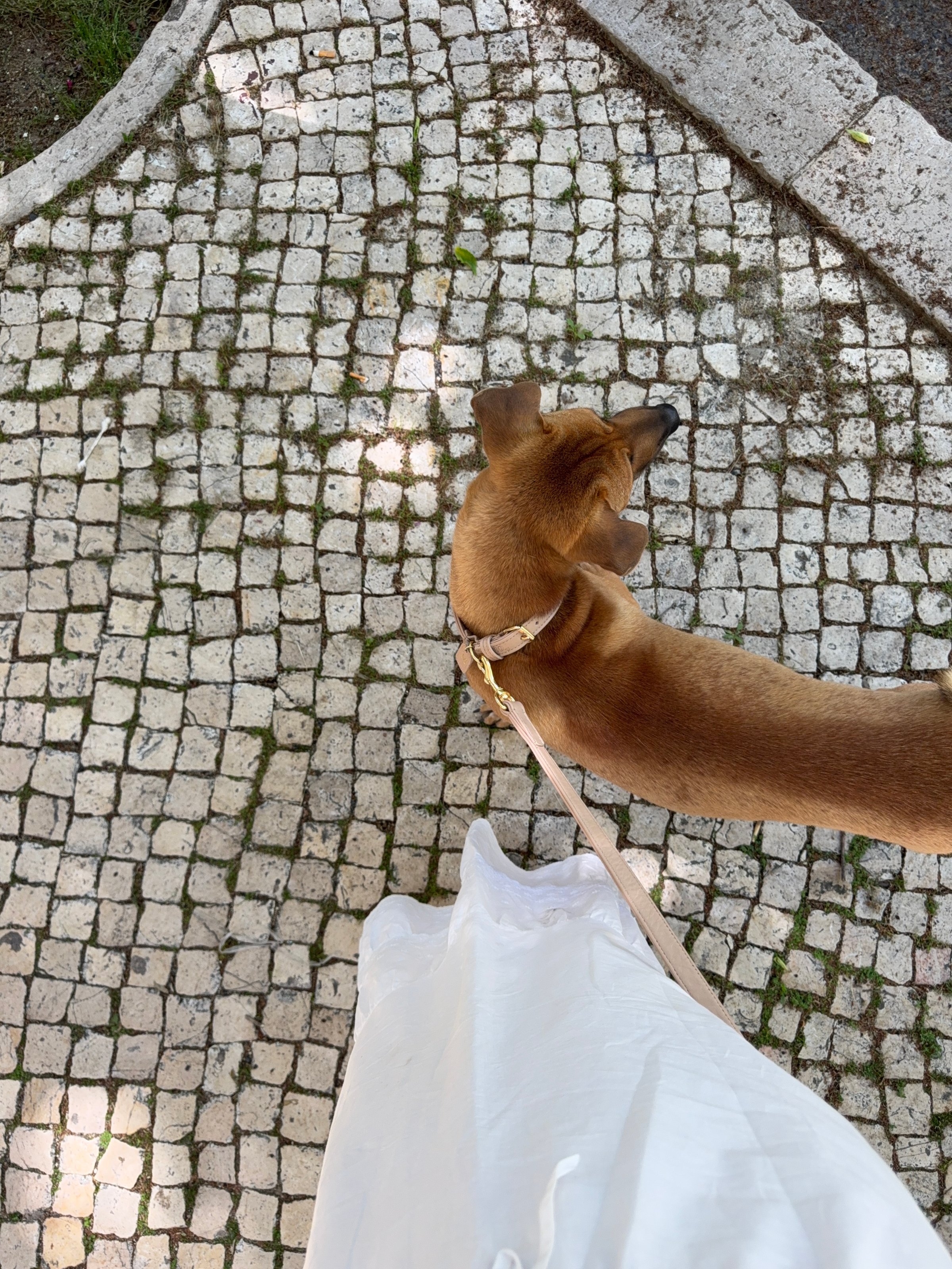 A person in a white dress walks a brown dog on a cobblestone path, surrounded by greenery.