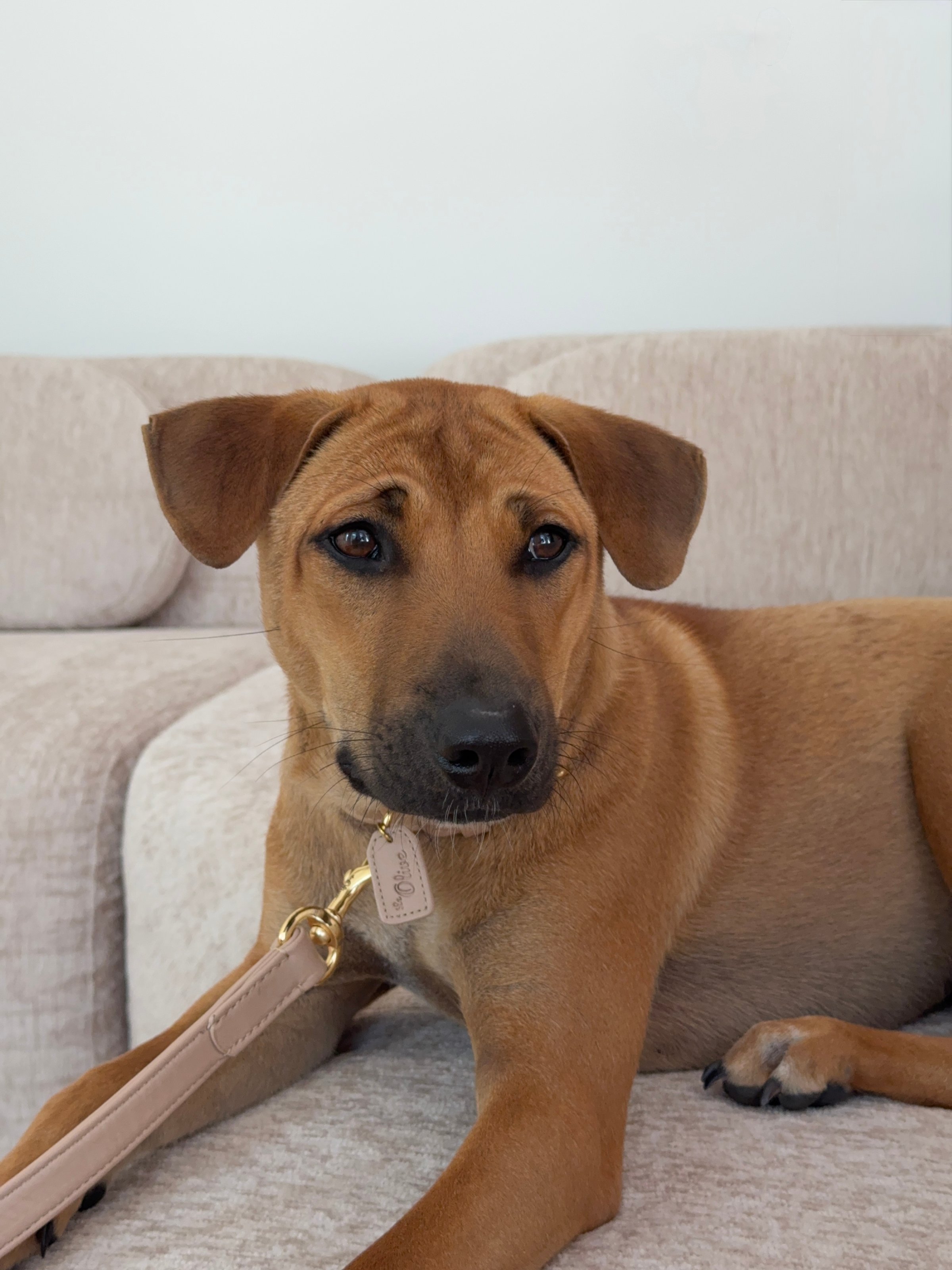 A brown dog with a short coat and a collar is resting on a light-colored sofa, looking directly at the camera.