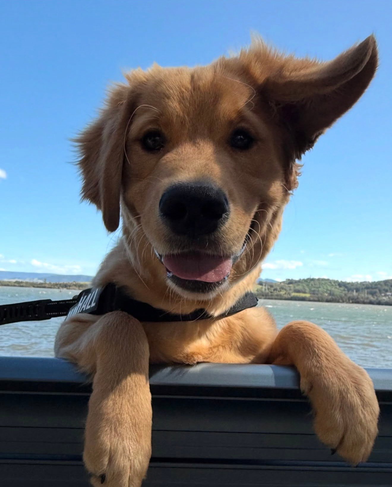 A golden retriever puppy with a playful expression, resting its front paws on a ledge by the water with a scenic background.
