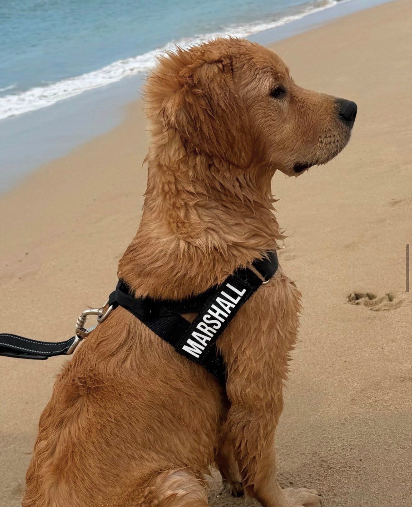 A golden retriever puppy with a wet coat sits on a sandy beach, wearing a harness with the name 'MARSHALL' displayed.