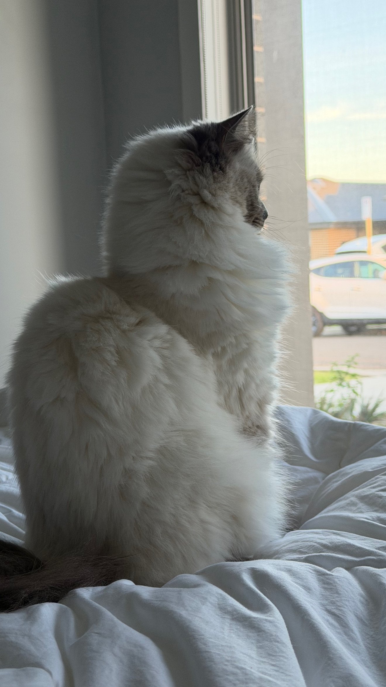 A fluffy cat sitting on a bed, gazing out a window with soft morning light illuminating its fur.