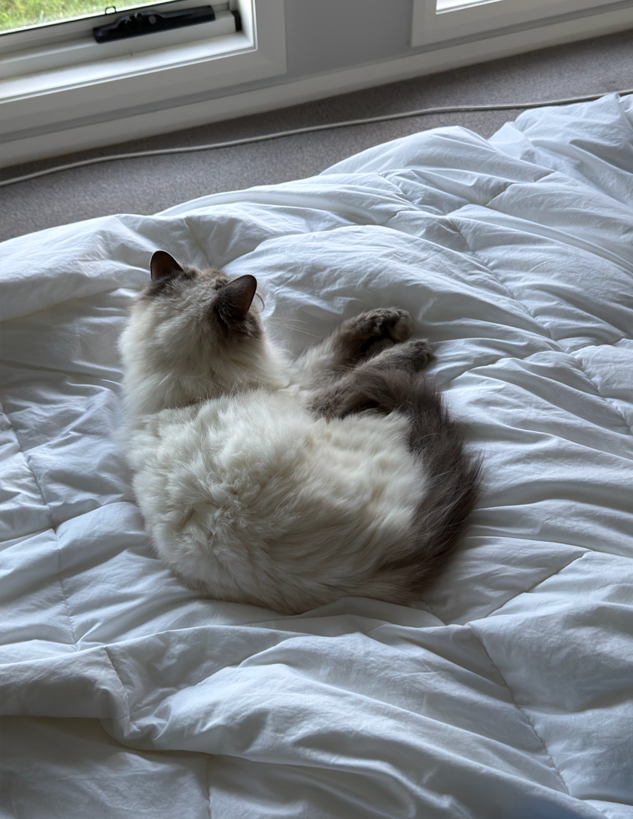 A fluffy cat curled up on a white comforter, resting peacefully near a window.