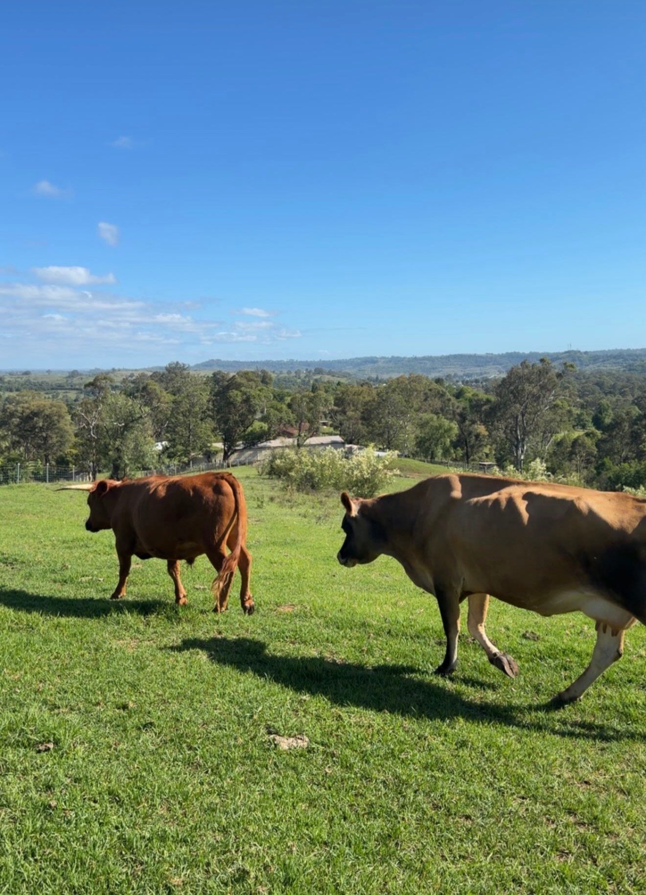 Two cows grazing in a lush green field under a clear blue sky, with trees and a distant building in the background.