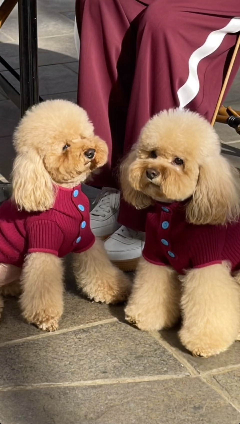 Two fluffy dogs wearing matching maroon sweaters with blue buttons, sitting on a stone floor.