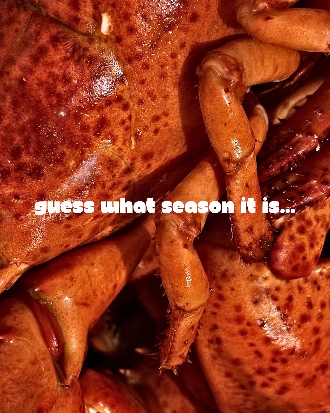 A close-up view of a lobster, showcasing its vibrant orange-red shell and claws, hinting at the seafood season.