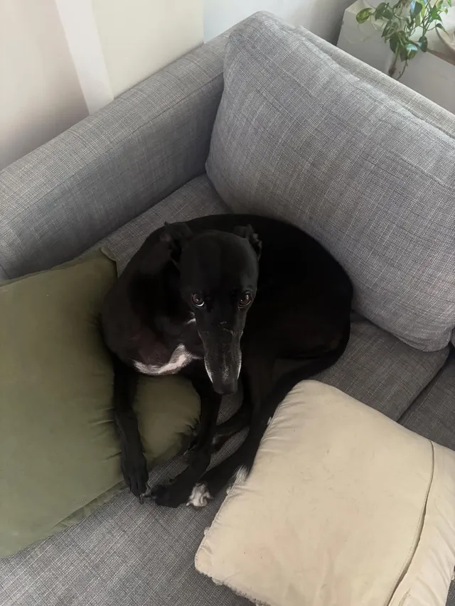 A black dog sitting comfortably on a gray couch with green and beige pillows.