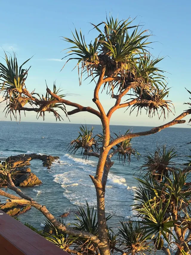 A coastal scene featuring a tall tree with spiky leaves overlooking the ocean waves under a clear blue sky.